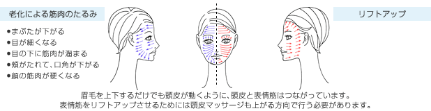 眉毛を上下するだけでも頭皮が動くように、頭皮と表情筋はつながっています。表情筋をリフトアップさせるためには頭皮マッサージも上がる方向で行う必要があります。